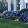 12_Oaks_hydrangeas_GWTW