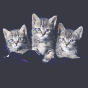 Kittens