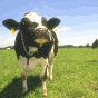 Moo