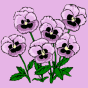 Pansies