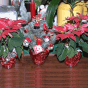 Poinsettia